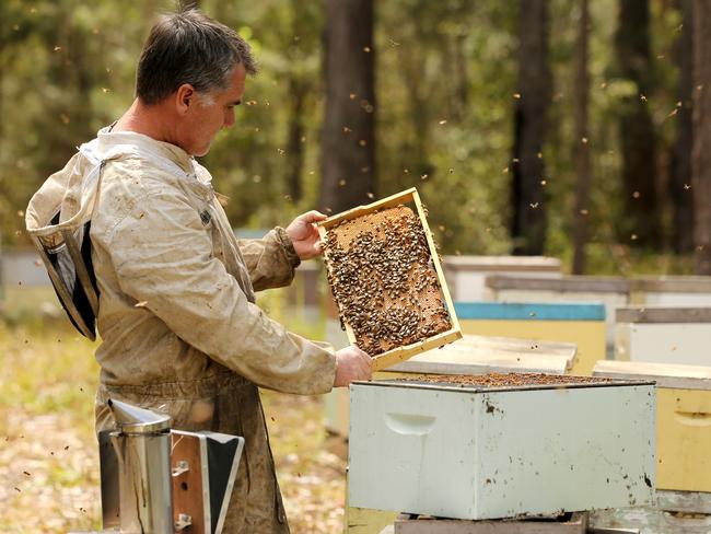 Beekeeper Chris Brown has seen a 40 per cent decline in honey production in the past 12 months because of the drought. Picture: Nathan Edwards