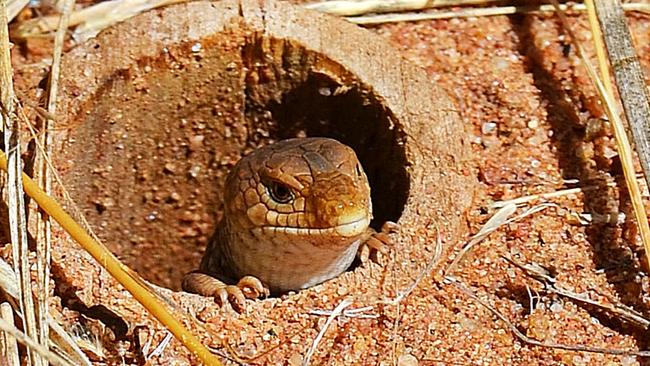 The endangered pygmy blue tongue lizard. Picture: Phil Ainsley