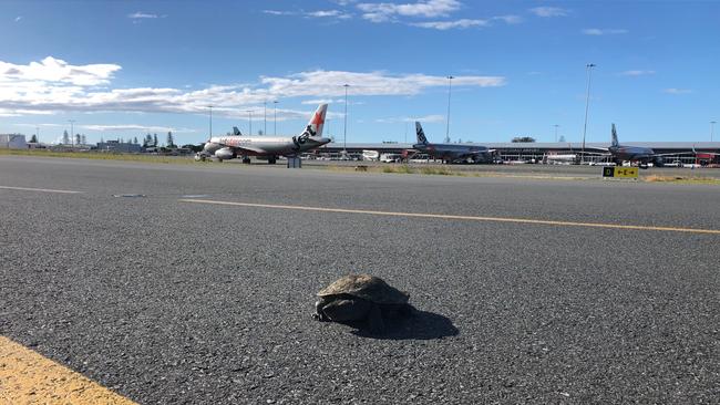 Turtles have twice halted flights at the Gold Coast airport in recent days.