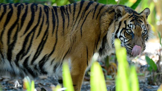 Tiger Kemiri celebrates her 20th birthday in 2014. Picture: Mark Brake