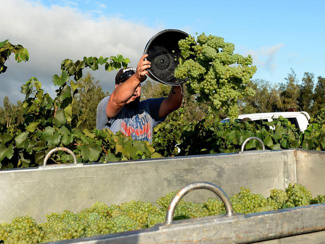 The first day of the grape harvest starts in the Hunter Valley at Tyrell's Wines. Picture by Peter Lorimer.