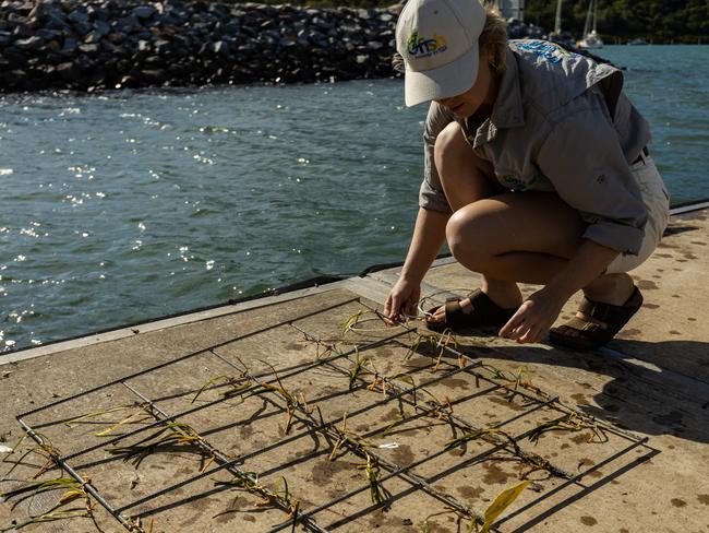 Mourilyan Harbour in Queensland’s seagrass restoration trial. Picture: Supplied