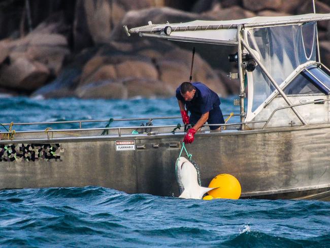 A fisherman lifts a hooked shark out of the water near Magnetic Island off Townsville.