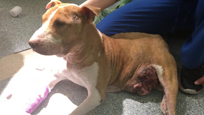 15-year-old bull terrier Nackers was euthanised shortly after this photo was taken because of gross neglect from his owner. Picture: RSPCA