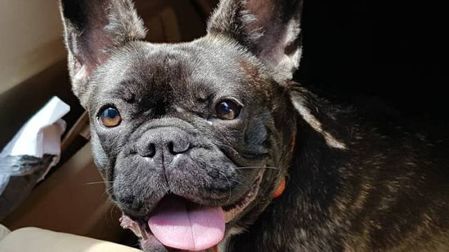 Princess the beloved French Bulldog escaped from thieves by jumping from a moving car. PHOTO: Supplied