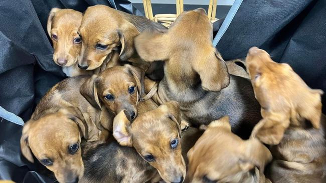 A litter of dachshund puppies surrendered to the Port Macquarie Animal Shelter in early June.