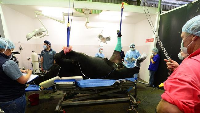 Prize bull: Emperor had reconstructive knee surgery last week. Picture: Mitch Bear