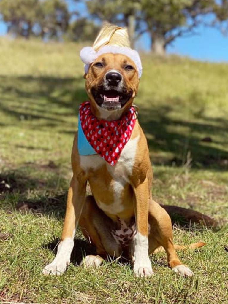 Tassie most stylish dog nominee: Cora - American Staffy