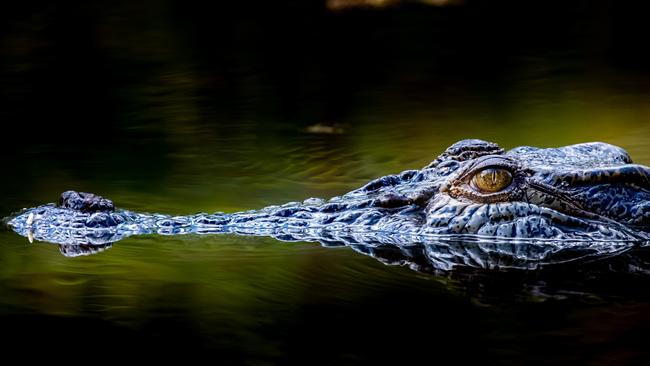 Wildlife photographer Damian ‘Wildman’ Duffy spent a few years in the Top End taking photos and videos of crocs. He said the animals have fascinated him since he was a child. Picture: Damian Duffy