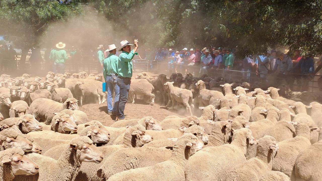 Lambs, scanned-in-lamb ewes dominate at Deni