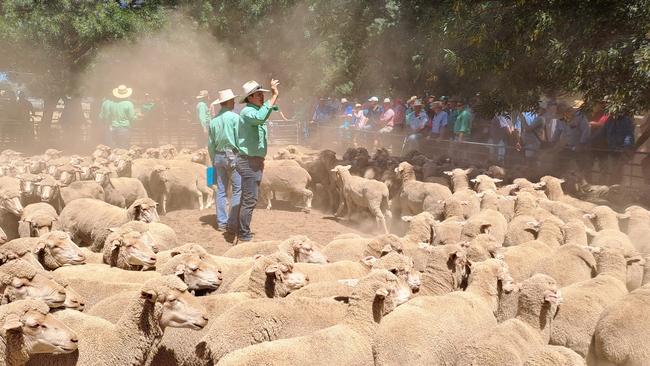 Deniliquin store sheep sale. January 2024.