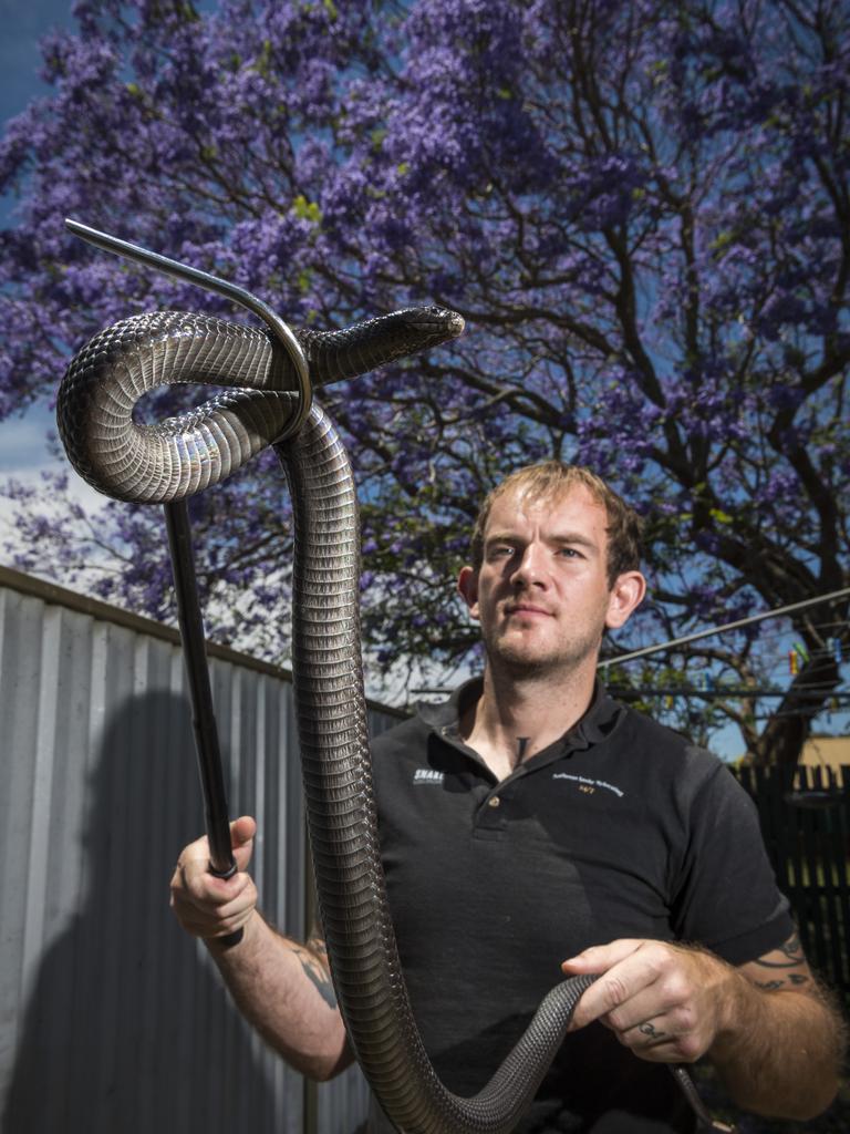 Anthony Adams of Anthony's Snake Relocating with his pet blue-bellied black snake, Sunday, November 22, 2020. Picture: Kevin Farmer