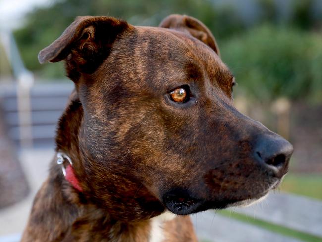 The fate of the staffordshire terrier is yet to be decided. Picture: generic