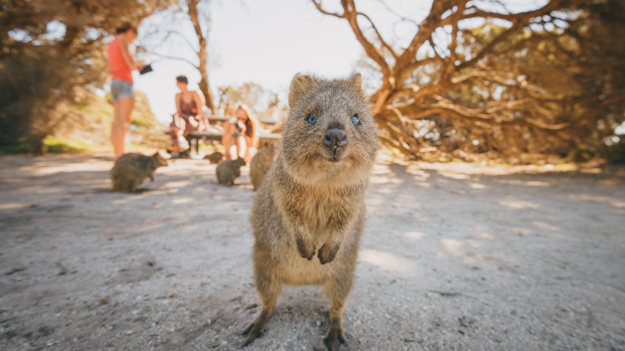 The perfect Rottnest Island day trip: Ferry, cycling, snorkelling ...