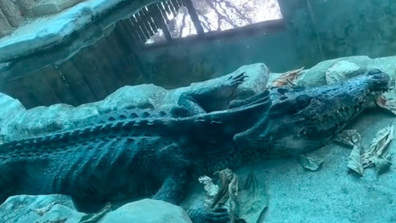 Picture shows a crocodile that is so thin that it is just skin and bones in Guangzhou Zoo in China, undated. The video was shared on Douyin - the Chinese version of TikTok on Dec. 5, 2024. Picture: AWR/newsX