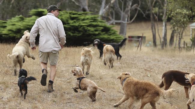 Who let the dogs out? Adelaide Dog Farm Days does. Picture: Brett Hartwig