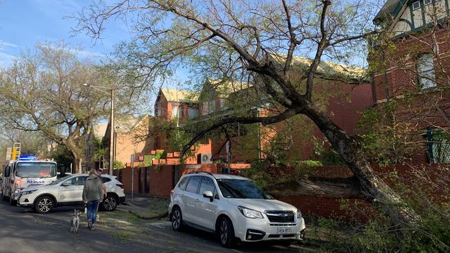 A tree fell on a parked car on Carrington Street. Picture: Tait Schmaal