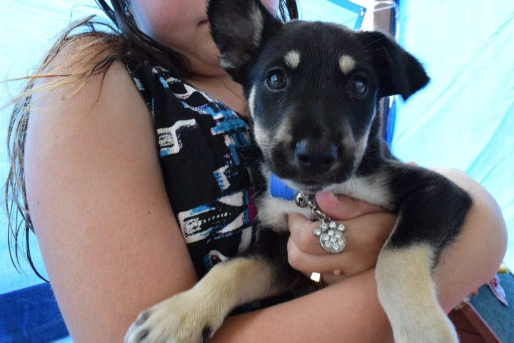 Kelpie sales husky mix