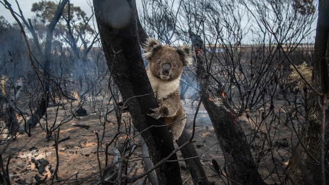 A koala that survived rests in a burnt out area near Vivvone Bay. Picture: Brad Fleet