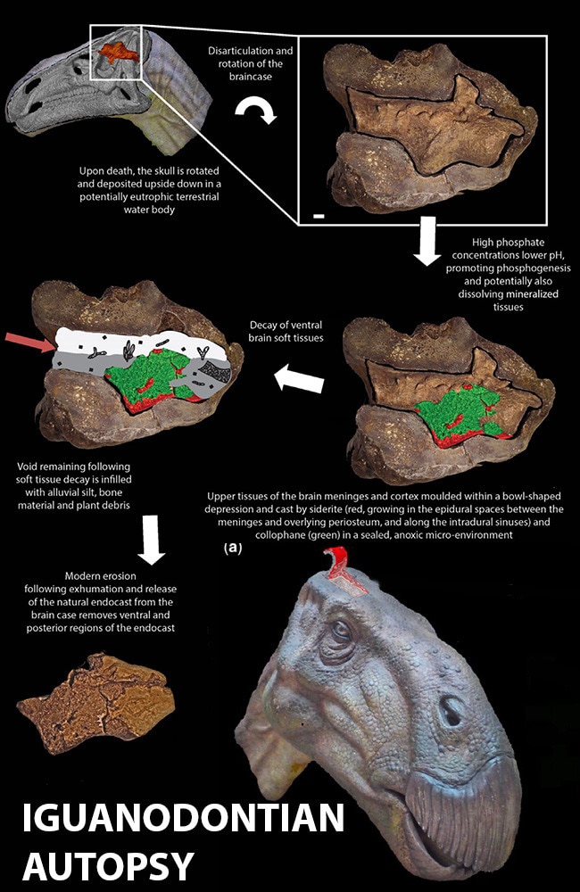 Source: Martin D. Brasier et al