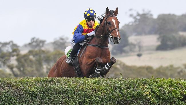 Casterton specialist Elvison will shoot for his sixth win from eight runs over the live hedges on Sunday. Picture: Racing Photos via Getty Images.