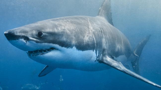 Great white shark.