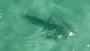 It is currently not known how the shark managed to breach the net. Picture: ABC News Perth.