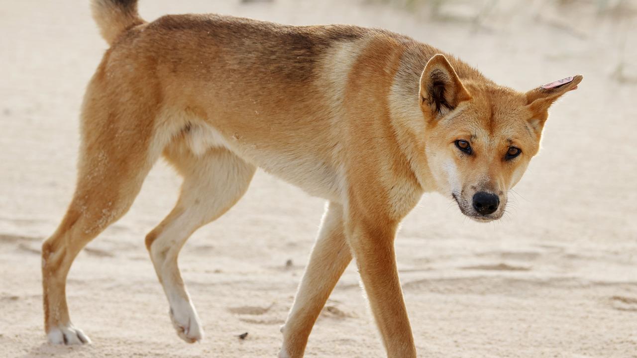 Dingo stabbed to death after attacking child