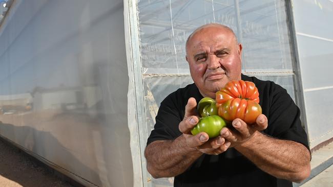 Virginia tomato grower Tony Sacca says he will deny biosecurity authorities access to his property to test for the ToBRFV virus. Picture: Keryn Stevens