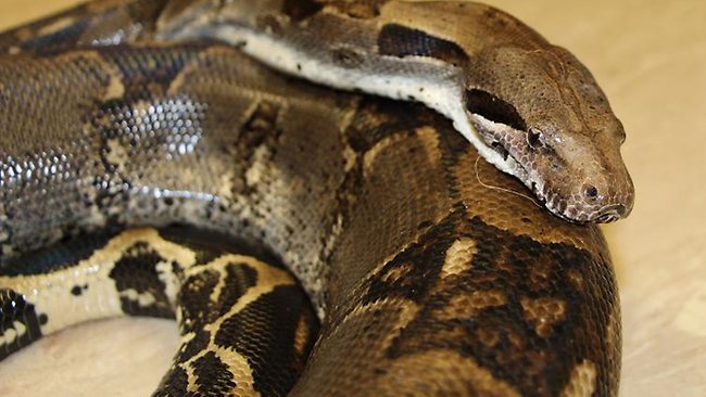 Boa constrictor and saw-scaled viper seized by Biosecurity Queensland ...