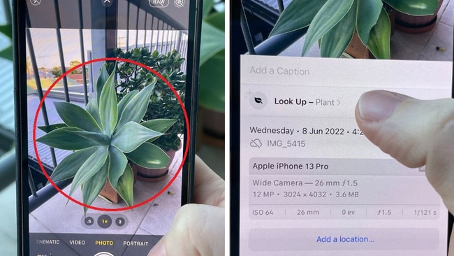 There’s a little-known feature on most iPhones that means you can identify plants in one second – and how did we not know this? Pictures: Elly Awesome