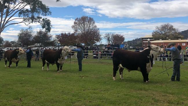 Judging at the Hereford National Show and Sale. Picture: Fiona Myers