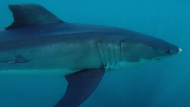 Fishermen Aidan Kennedy and Luke McDonald went fishing in a boat on Saturday, where they came up close with a great white shark. Photo credit: Instagram- lukemcdonald_fishing and aidankennedyfilm.