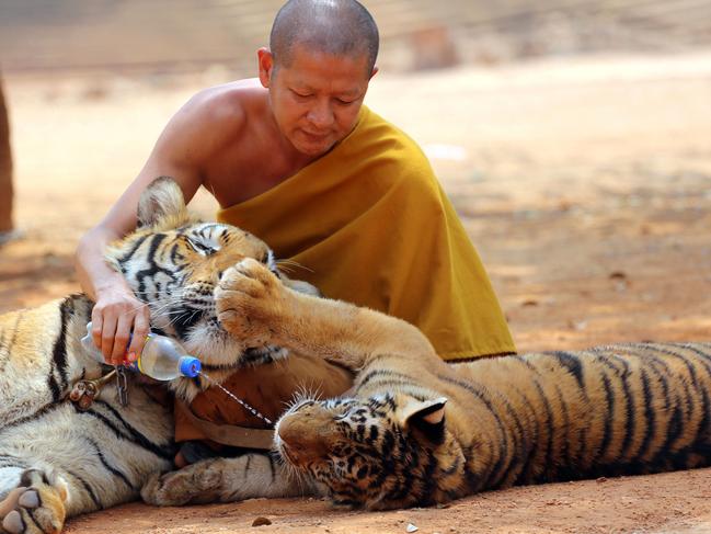 FILE - In this Feb, 12, 2015 file photo a Thai Buddhist monk gives water to a tiger from a bottle at the "Tiger Temple" in Saiyok district in Kanchanaburi province, west of Bangkok, Thailand. Wildlife officials have begun removing some of the 137 tigers held at the Buddhist temple after accusations that their caretakers were involved in illegal breeding and trafficking of the animals, as well as neglected them. Teunjai Noochdumrong, assistant deputy director of the Department of National Parks, said three tigers had been tranquilized and transported Monday, May 30, 2016, in an operation involving about 1,000 state personnel and expected to go on for a week. (AP Photo/Sakchai Lalit, File)