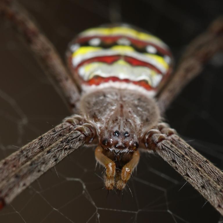 Pictured: St Andrews Cross spiders a regular residents of the ordinary Aussie backyard. Picture: John Grainger