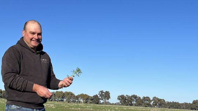 Justin Everitt of Aintree Park at Brocklesby in southern NSW in a crop of Coyote lupins. Justin is also the NSW Farmers grains committee chairman. Picture: Nikki Reynolds