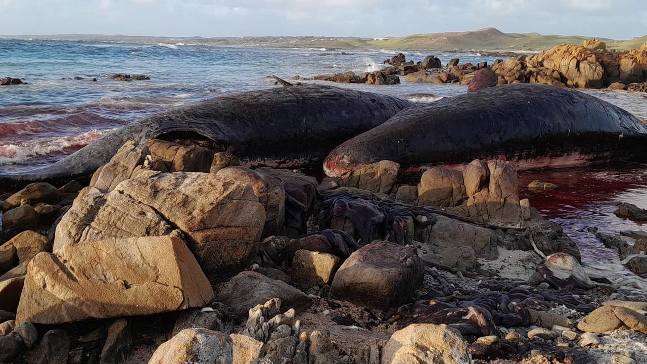 At least 14 young male sperm whales have died after a mass stranding on King Island. Photo: Sarah Baldock