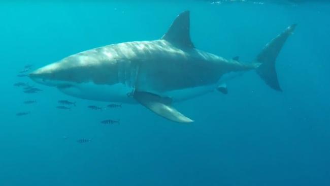 Long Reef shark: Monster great white spotted 500m from Northern Beaches ...