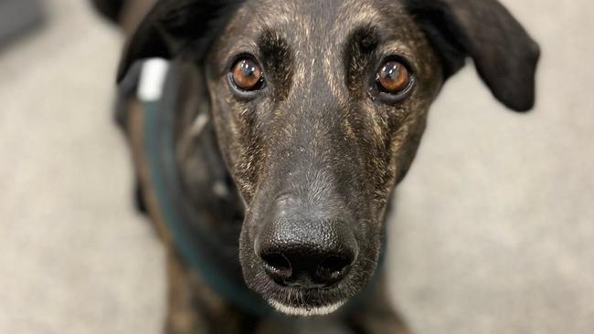 A recent study From Queen’s University Belfast suggests dogs can smell the difference in breath and sweat from people who are suffering the negative emotion Pictured is a dog sniffing samples during the study.