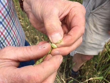 Farmers inspect frost damaged crops at Langi Logan in the Grampians.