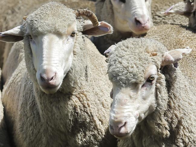 Sheep property owner Alexander "Sandy" Smith at his property at 706 Columbia Rd Gore. Pic Mark Cranitch.