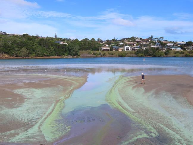 An algal bloom in Evans River during the peak holiday season. Picture: Jenny Uebergang