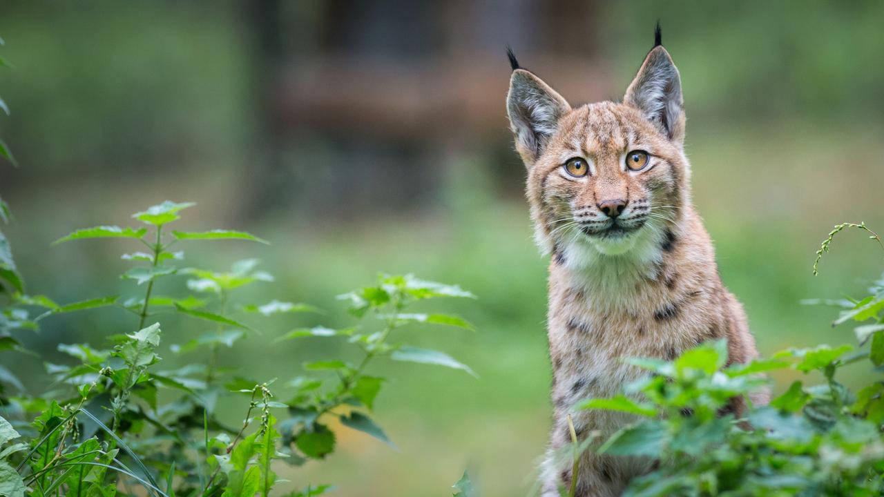 Lynx are more commonly found in Europe, Asia and North America.