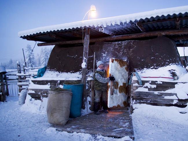 Cows walk back to their sheds after watering in the thermal spring Village of Oymyakon. Picture: Amos Chapple/REX/Shutterstock/Australscope