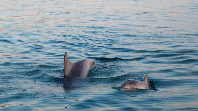 Dolphins at Henley Beach in South Australia.