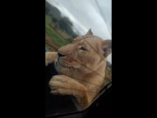 Safari visitors left speechless after lioness climbs into their truck