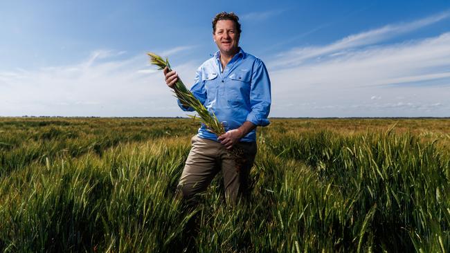 goFarm managing director Liam Leneghan in a barley crop at Lake Boga in northern Victoria. Photo: Aaron Francis