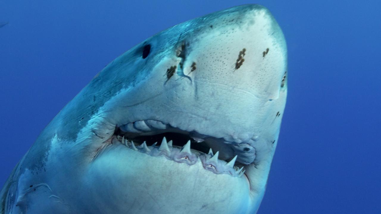 Is the algal bloom driving sharks to our shores?