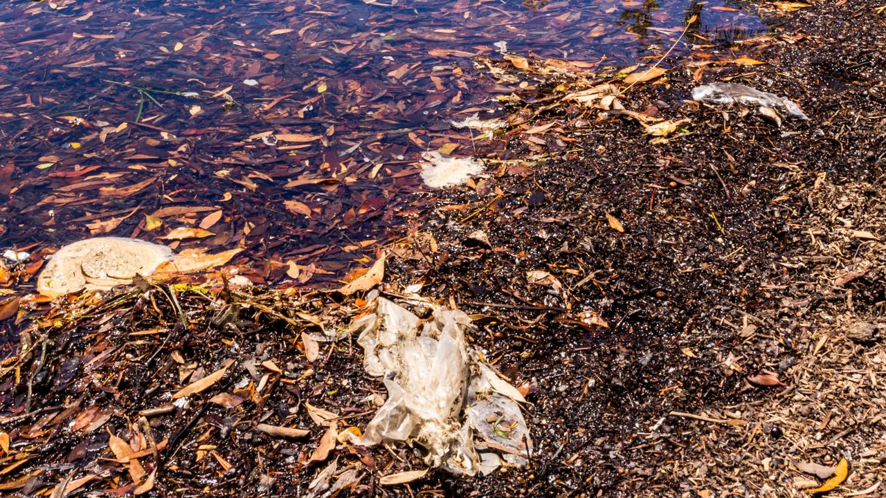 Rose Bay beach is one of the beaches where the water quality has been affected by the recent wet weather. Picture: NCA NewsWire/ Ben Symons