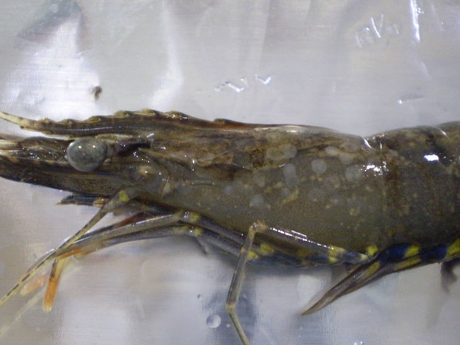 A prawn infected with white spot disease.